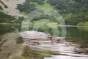 Closeup of cute mallards on a lake surrounded by hills and greenery in Slovakia