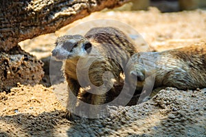 Closeup cute Meerkat Suricata suricatta is moving out from his