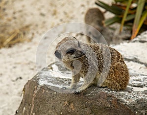 Closeup of a cute meerkat, suricata suricatta sitting on a snowy rock