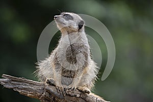 Closeup of a cute Meerkat on a tree under the sunlight in the Marwell Zoo, England