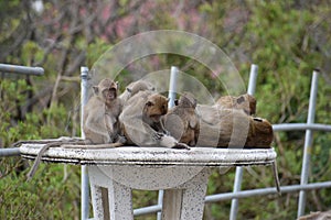 Closeup of a cute monkey family sitting on a table at the monkey mountain Khao Takiab in Hua Hin, Thailand, Asia