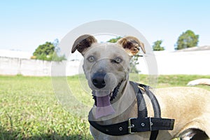 Closeup of cute mutt dog in beautiful sunny day