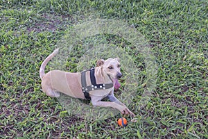 Closeup of cute mutt dog lying on the lawn next to an orange ball