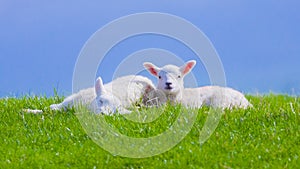 Closeup Cute newborn Spring lamb lambs on a farm copyspace