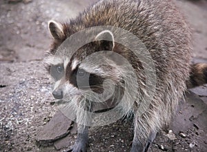 Closeup on a cute North American common nocturnal raccoon , Procyon lotor