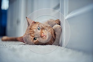 Closeup of a cute orange tabby cat lying on the floor.