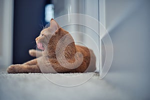 Closeup of a cute orange tabby cat lying on the floor.