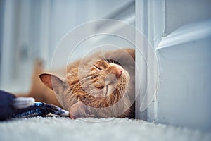 Closeup of a cute orange tabby cat sleeping on the floor.