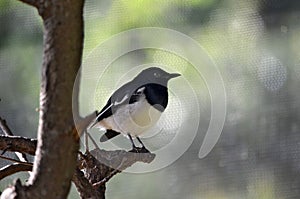 Closeup of a cute Oriental magpie-robin perched on a tree branch