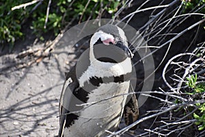 Closeup of a cute Penguin on the beach in BettyÂ´s Bay near Cape Town in South Africa