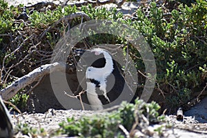 Closeup of a cute Penguin on the Boulders Beach in Cape Town in South Africa