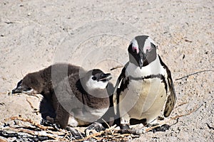 Closeup of a cute Penguin family on the Boulders Beach in Cape Town in South Africa