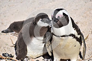 Closeup of a cute Penguin family on the Boulders Beach in Cape Town in South Africa