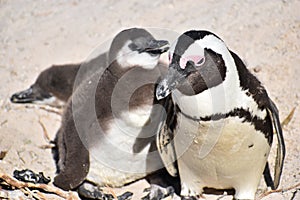 Closeup of a cute Penguin family on the Boulders Beach in Cape Town in South Africa