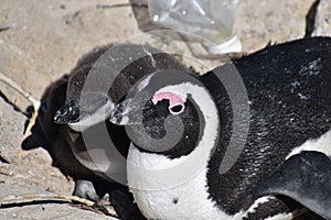 Closeup of a cute Penguin family on the Boulders Beach in Cape Town in South Africa