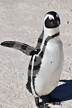 Closeup of a cute Penguins on the Boulders Beach in Cape Town in South Africa