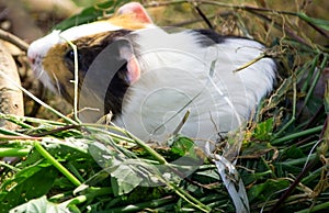 Closeup of Cute Pet ornamental  animals