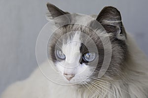 Closeup of a cute Ragdoll cat with beautiful blue eyes.
