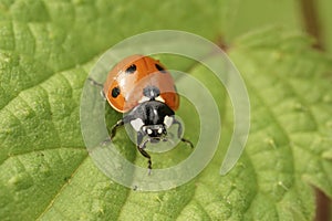 Closeup on the cute red Seven-spotted Ladybird, Coccinella septempunctata sitting on a green leaf