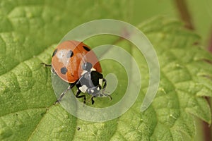 Closeup on the cute red Seven-spotted Ladybird, Coccinella septempunctata sitting on a green leaf