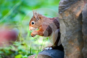Closeup of a cute red squirrel eating peanuts