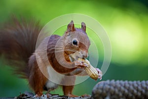 Closeup of a cute red squirrel eating peanuts