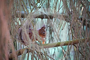 Closeup of a cute red squirrel eating peanuts