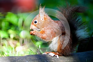 Closeup of a cute red squirrel eating peanuts