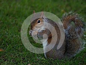 Closeup of a cute red squirrel standing on a green grassy field