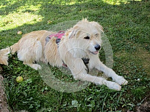 Closeup of a cute sleeping dog
