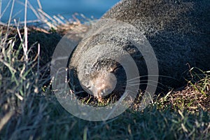 Closeup of cute sleeping New Zealand Fur Seal pup laying on grass