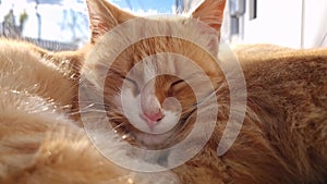 Closeup cute and sleepy orange kitten laying and resting outside in the warm sun. Ginger cat standing cozy