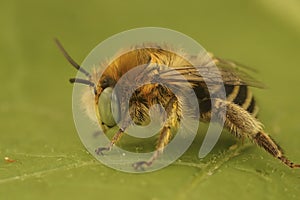 Closeup of a cute small fluffy male solitary Green-eyed Flower Bee, Anthophora bimaculata, sitting on a flower