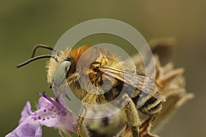 Closeup of a cute small fluffy male solitary Green-eyed Flower Bee, Anthophora bimaculata, sitting on a flower