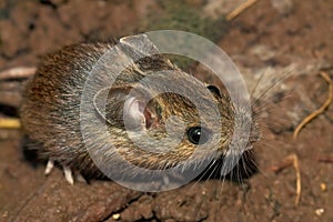 Closeup on a cute small longtailed wood mouse, Apodemus sylvaticus, sitting on the ground