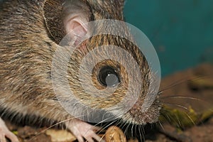 Closeup on a cute small longtailed wood mouse, Apodemus sylvaticus, sitting on the ground