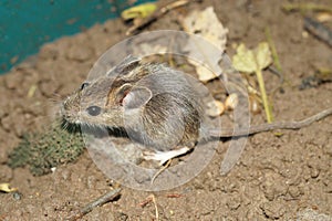 Closeup on a cute small longtailed wood mouse, Apodemus sylvaticus, sitting on the ground