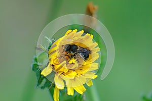 Closeup on a cute small solitary Spined Mason Bee, Osmia spinulosa, drinking nectar from a yellow picris flower