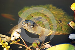 Closeup cute smiling face Australian turtle in lily pond