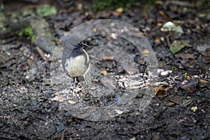 Closeup of cute South Island Robin bird in a forest on the West Coast, New Zealand