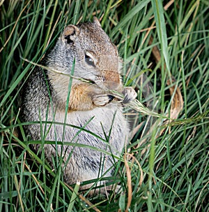 Closeup of a cute squirrel munching grass at a field