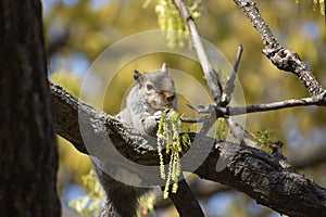 Closeup of a cute squirrel sitting in a park on a tree branch in Washington on a sunny spring day