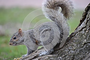 Closeup of a cute squirrel sitting in a park on a tree branch in Washington on a sunny spring day