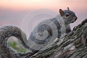 Closeup of a cute squirrel sitting in a park on a tree branch in Washington on a sunny spring day