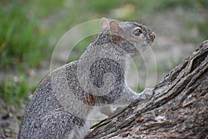 Closeup of a cute squirrel sitting in a park on a tree branch in Washington on a sunny spring day