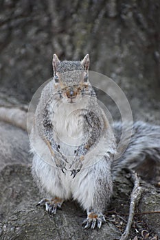 Closeup of a cute squirrel sitting in a park on a tree branch in Washington on a sunny spring day