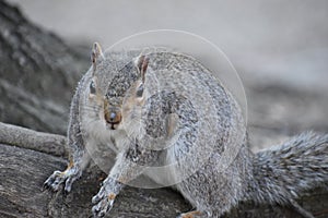 Closeup of a cute squirrel sitting in a park on a tree branch in Washington on a sunny spring day