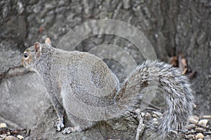 Closeup of a cute squirrel sitting in a park on a tree branch in Washington on a sunny spring day