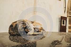 Closeup of a cute stray cat on the ground in the Habous District, Casablanca, Morocco photo