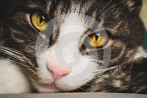 Closeup of cute tabby cat face with big green eyes and pink nose